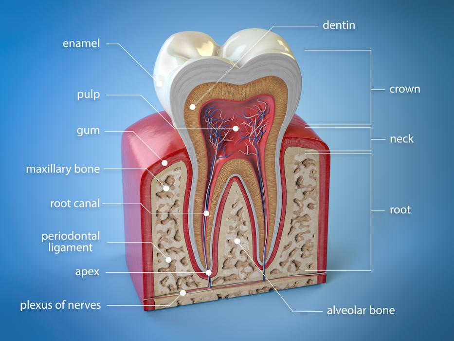 Diagram of the different parts of a tooth, huntsville al